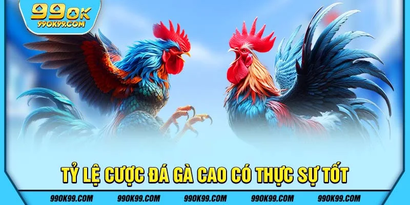 Tỷ lệ cược đá gà cao có thực sự tốt
