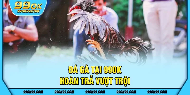 Đá gà tại 99ok - hoàn trả vượt trội